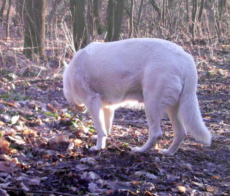 Cosima von den Grenzgngern - weisser Schferhund