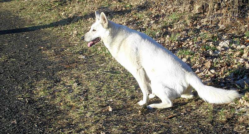 Cosima von den Grenzgngern - weisser Schferhund
