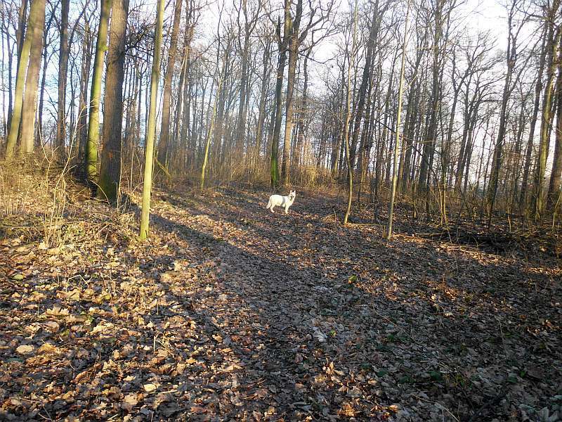 Cosima von den Grenzgngern - weisser Schferhund