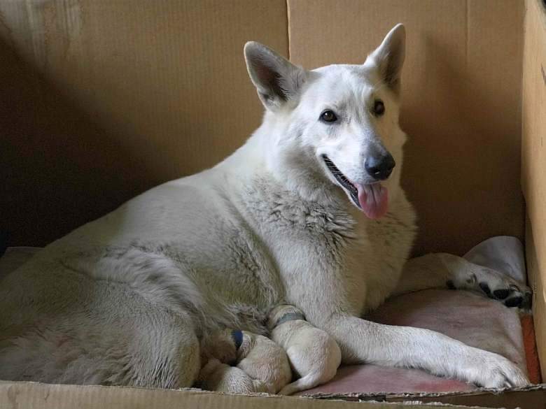 Cosima, weisser Schferhund von den Grenzgngern bekommt Welpen
