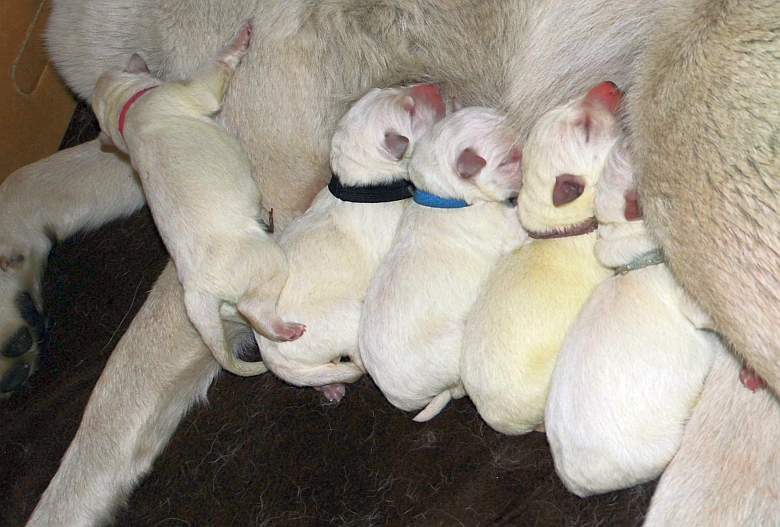 weisse Schferhundwelpen von den Grenzgngern