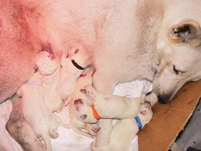 Welpen weisser Schferhund von den Grenzgngern