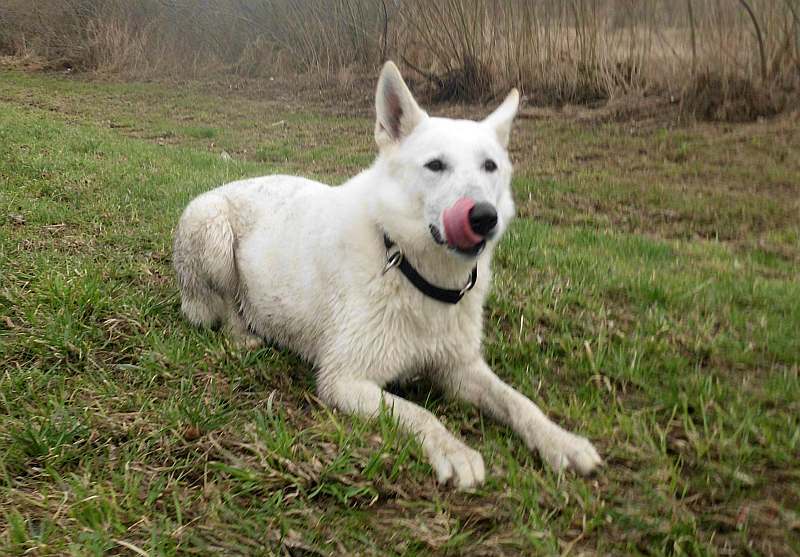 Wotan - weisser Schferhund von den Grenzgngern