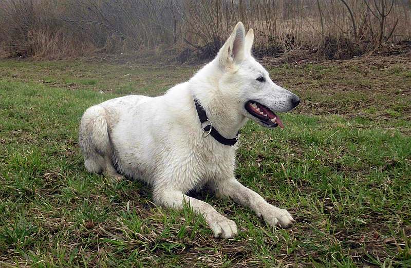 Wotan - weisser Schferhund von den Grenzgngern