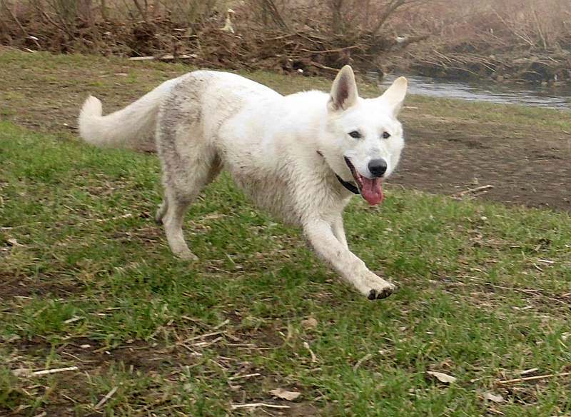 Wotan - weisser Schferhund von den Grenzgngern