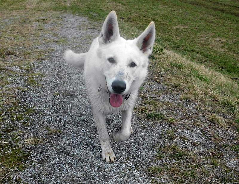 Wotan - weisser Schferhund von den Grenzgngern