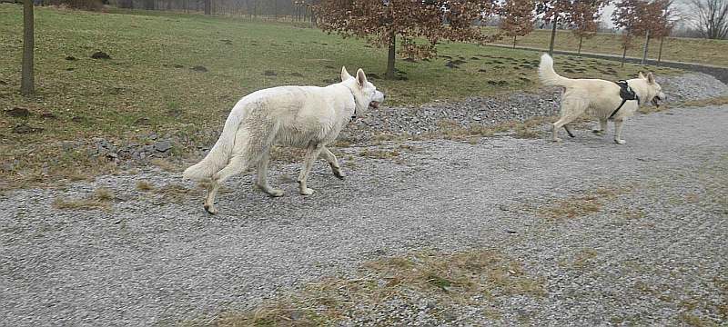 Wotan - weisser Schferhund von den Grenzgngern