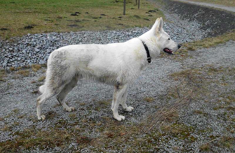 Wotan - weisser Schferhund von den Grenzgngern