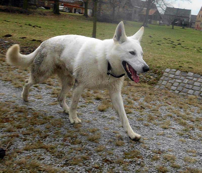 Wotan - weisser Schferhund von den Grenzgngern