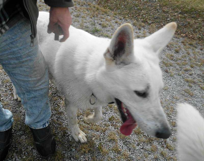 Wotan - weisser Schferhund von den Grenzgngern