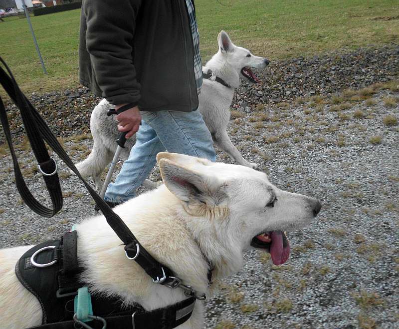 Wotan - weisser Schferhund von den Grenzgngern