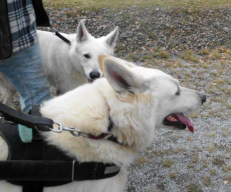 Wotan - weisser Schferhund von den Grenzgngern