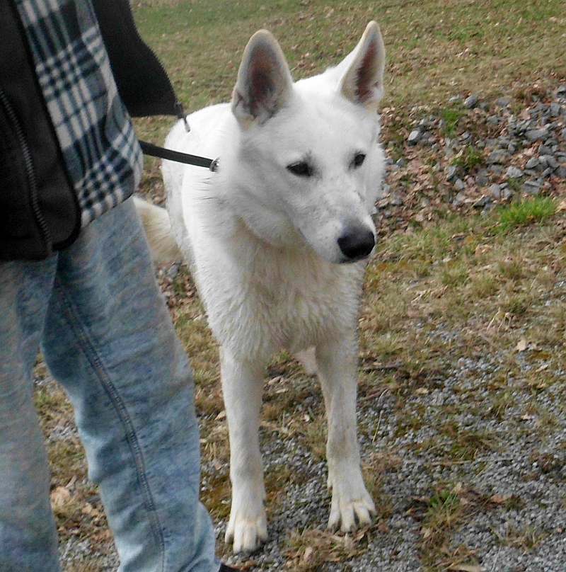 Wotan - weisser Schferhund von den Grenzgngern