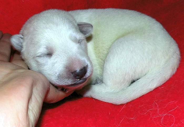 Weisser Schweizer Schferhund Welpe von den Grenzgngern