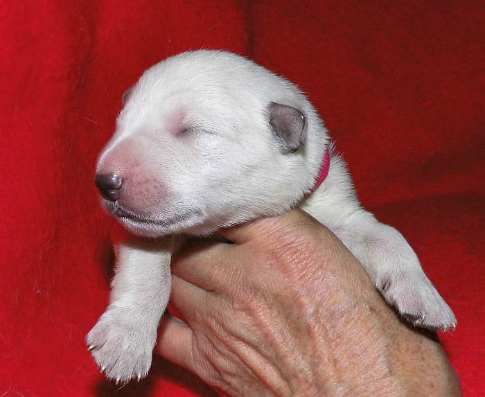 Weisse Schferhundwelpen von den Grenzgngern