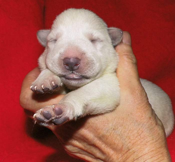 Weisser Schferhundwelpe von den Grenzgngern