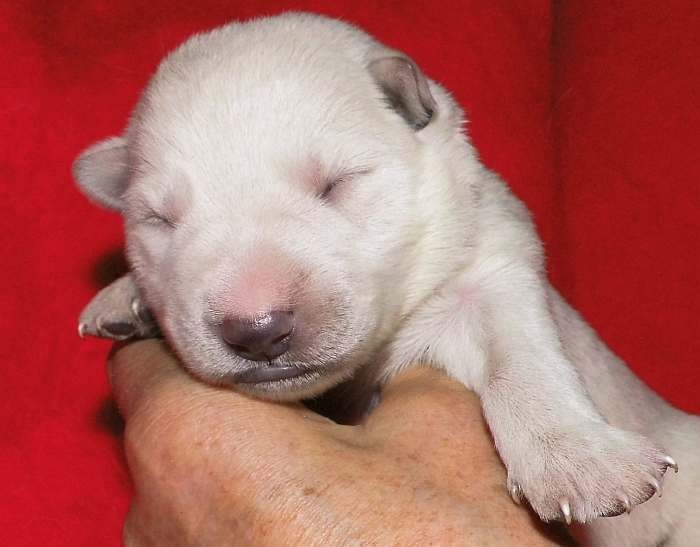 Weisser Schferhundwelpe von den Grenzgngern