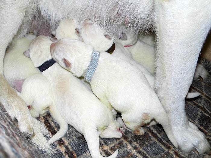 Welpen weisser Schferhund von den Grenzgngern