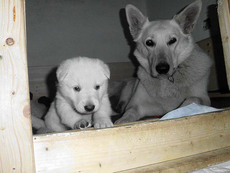 Welpe weisser Schferhund von den Grenzgngern