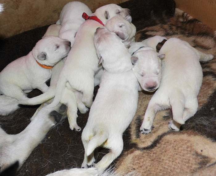 Welpen weisser Schferhund von den Grenzgngern