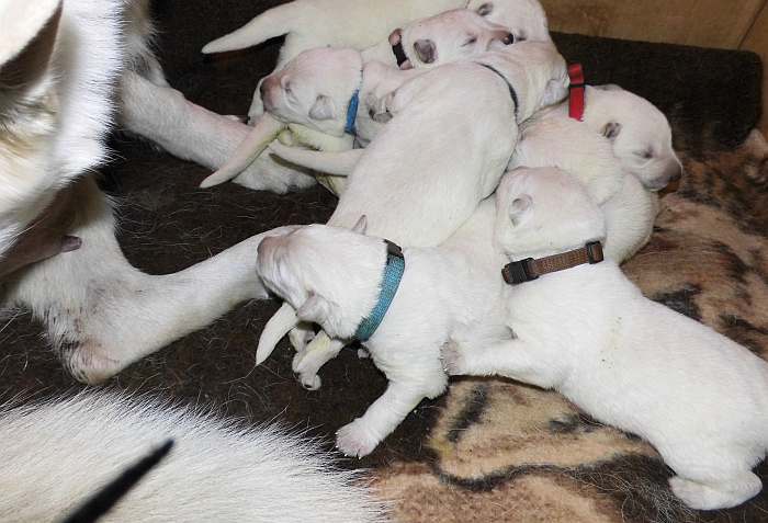 weisse Schferhundwelpen von den Grenzgngern