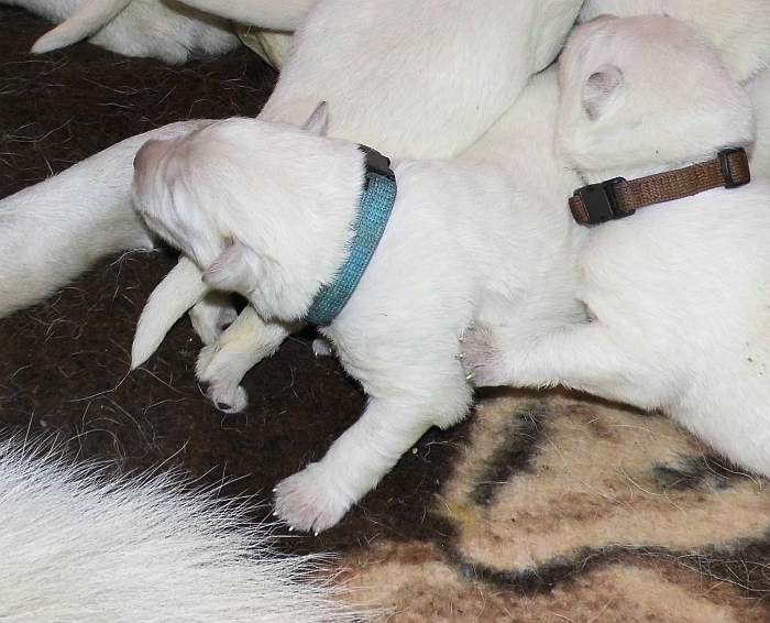 Weisser Schferhundwelpe von den Grenzgngern