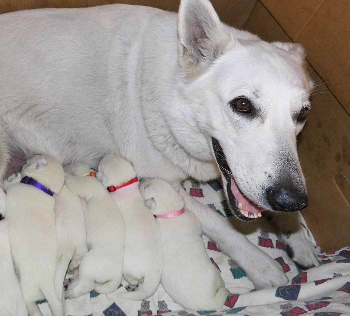 weisse Schferhundwelpen von Cosima