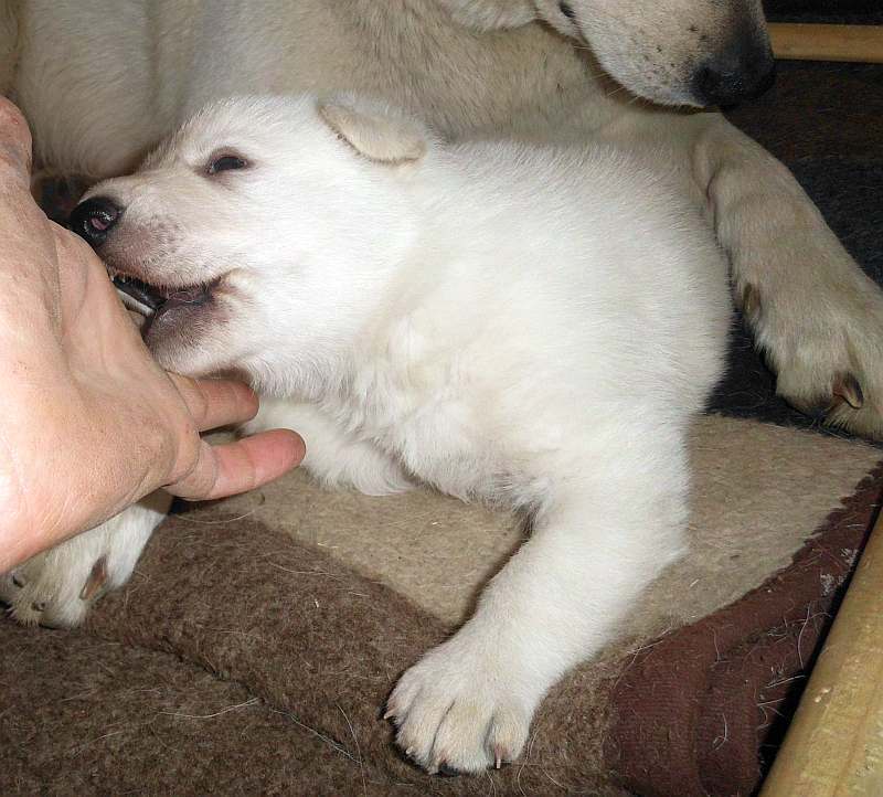 Welpe weisser Schferhund von den Grenzgngern