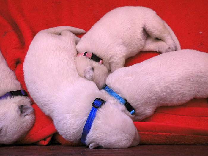 weisser Schferhundwelpe von den Grenzgngern