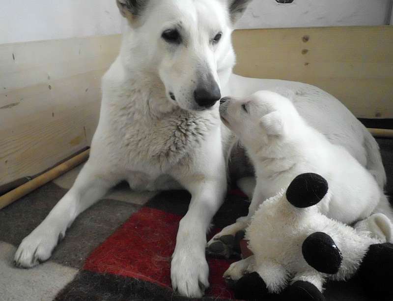 Aykhan - Welpe weisser Schferhund von den Grenzgngern