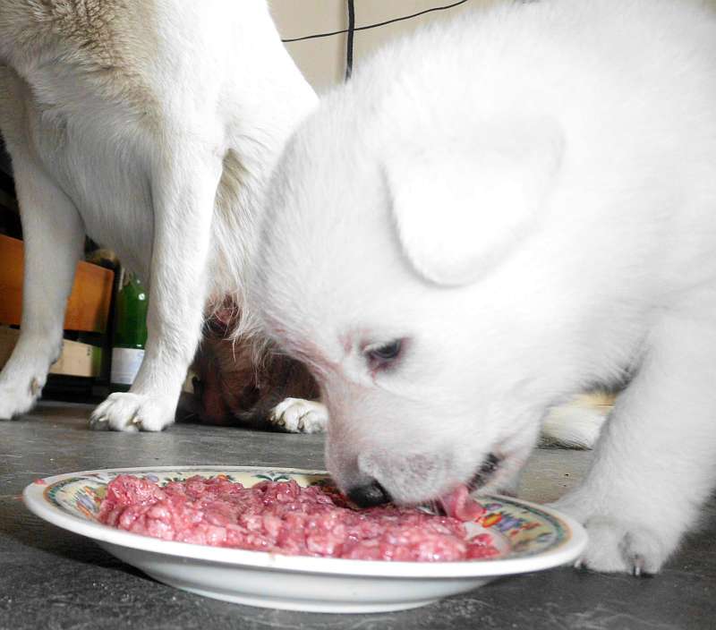 Aykhan - Welpe weisser Schferhund von den Grenzgngern