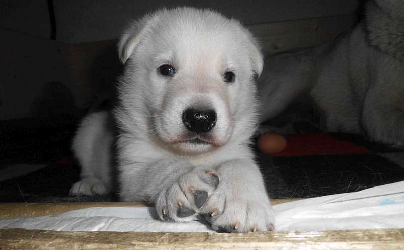 Aykhan - Welpe weisser Schferhund von den Grenzgngern