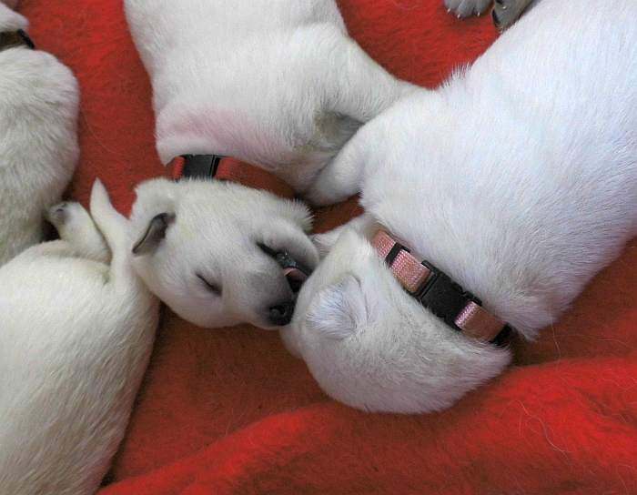 Weisser Schferhundwelpe von den Grenzgngern