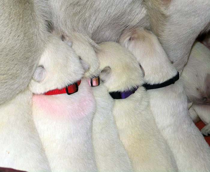 Welpen Weisser Schferhund von den Grenzgngern