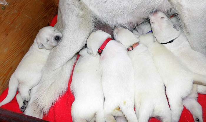 Welpen Weisser Schferhund von den Grenzgngern