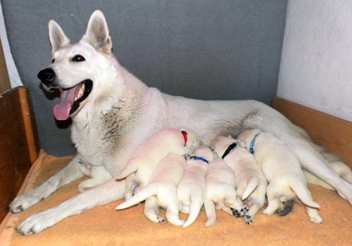 Welpen Weisser Schferhund von den Grenzgngern