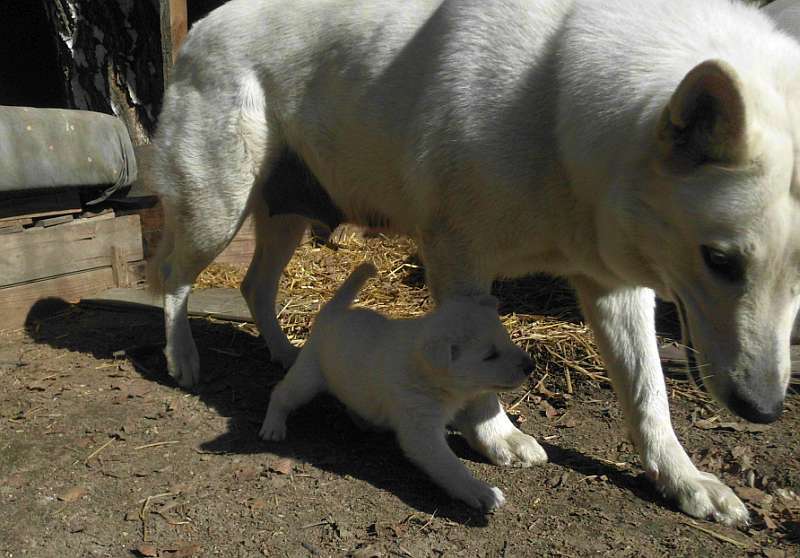 Welpe weisser Schferhund