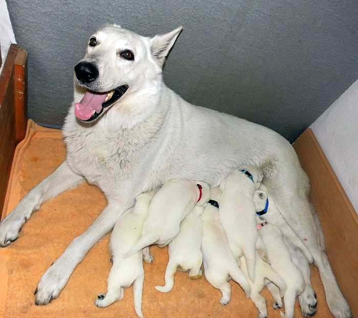 Welpen Weisser Schferhund von den Grenzgngern