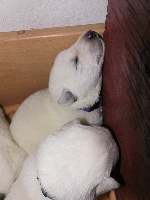 Weisser Schferhundwelpe von den Grenzgngern