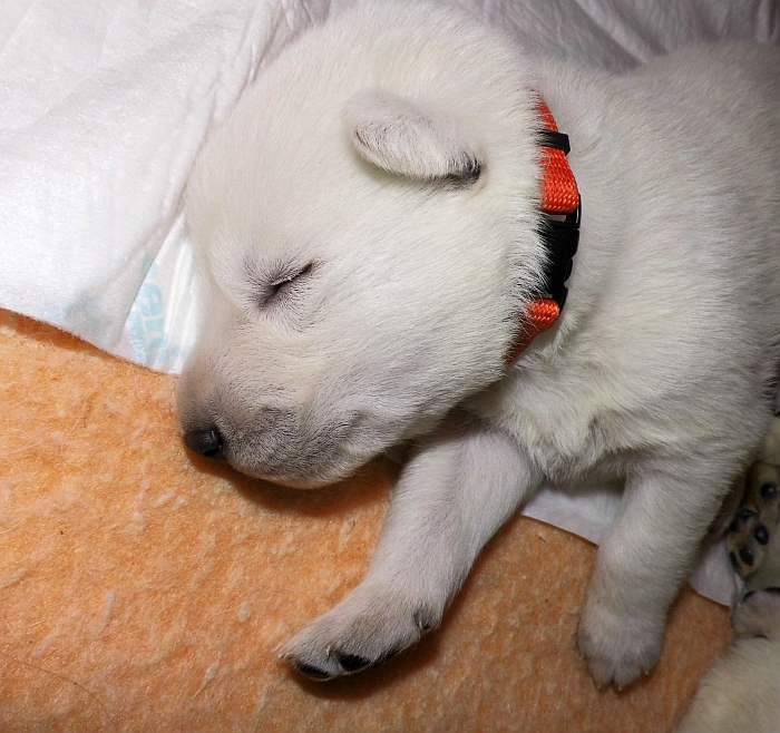 Weisser Schferhund Welpe von den Grenzgngern