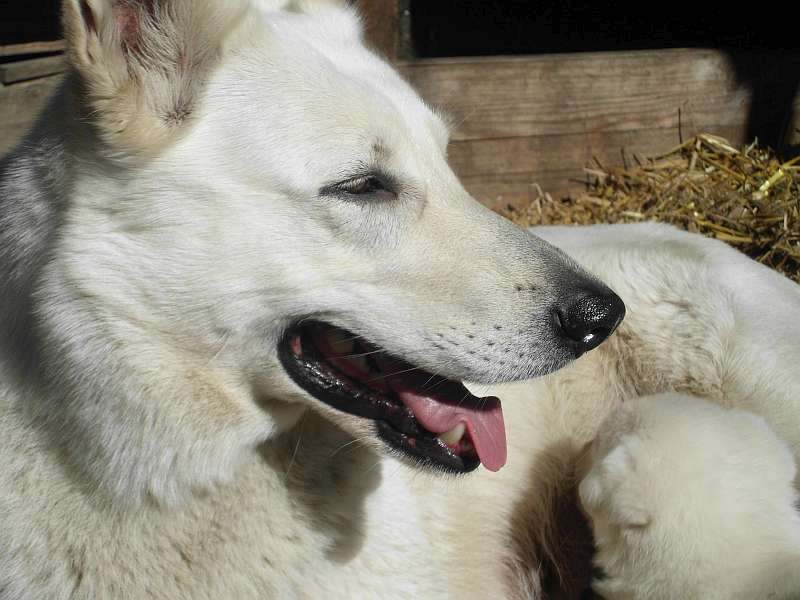 Welpe Weisser Schferhund