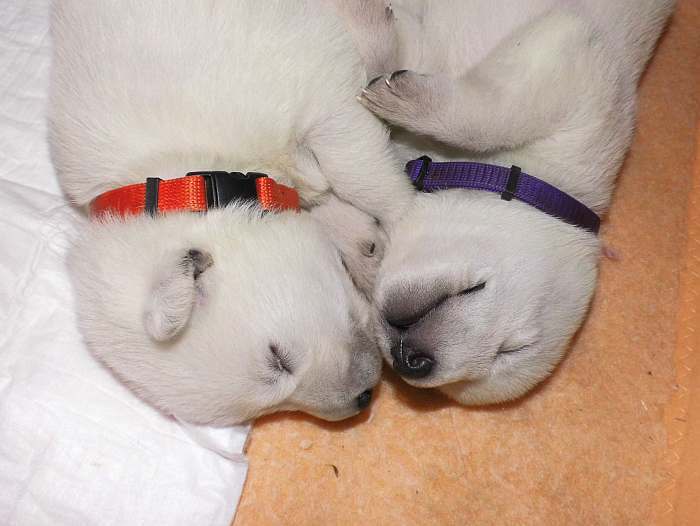 weisse Schferhundwelpen von den Grenzgngern