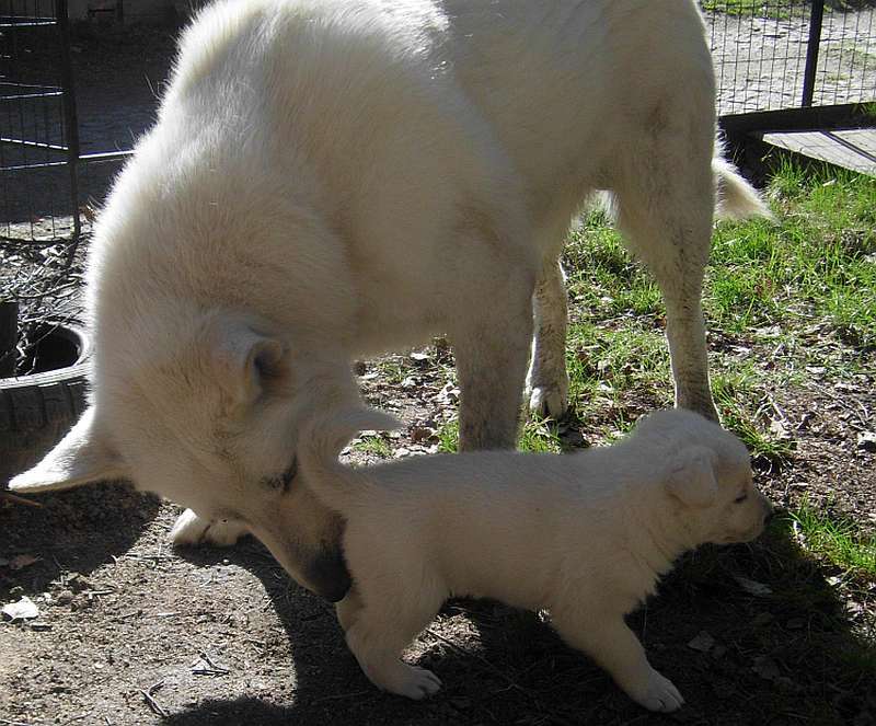 Welpe Weisser Schferhund