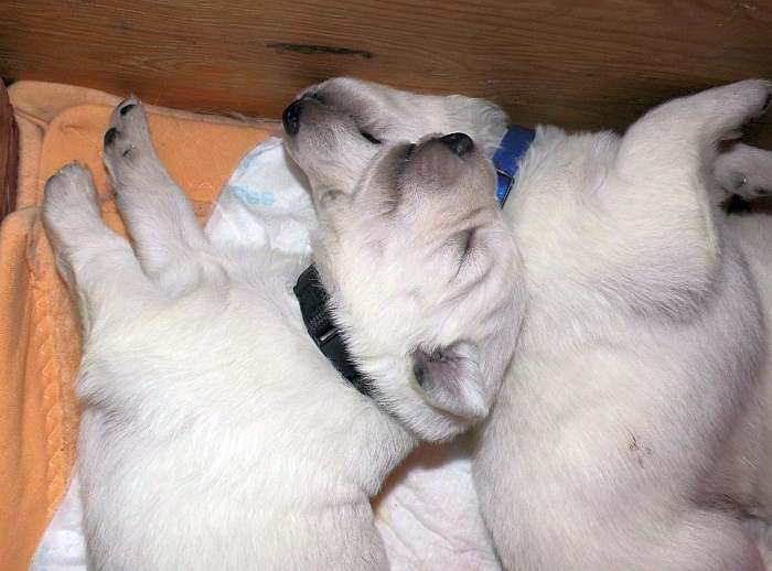 weisse Schferhundwelpen von den Grenzgngern