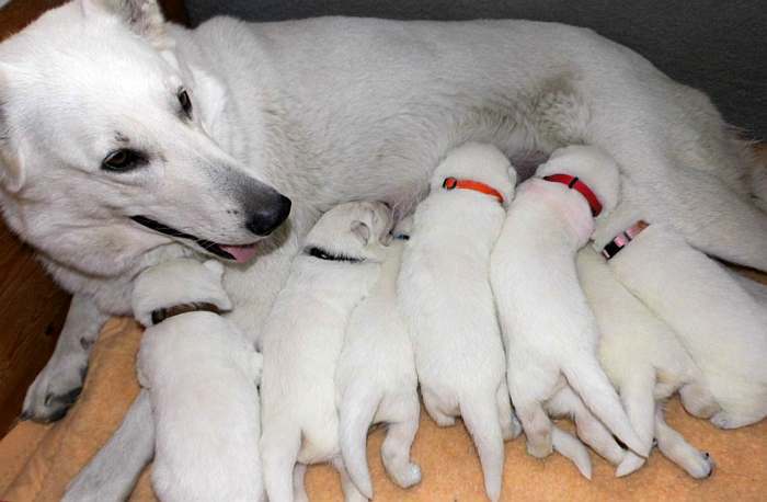 weisse Schferhundwelpen von den Grenzgngern