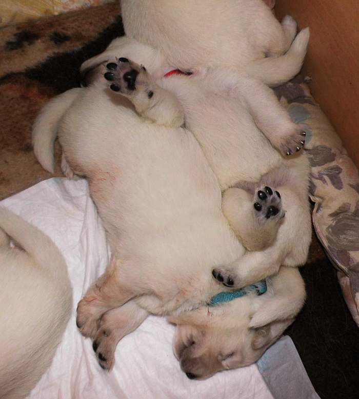 Weisser Schferhundwelpe von den Grenzgngern