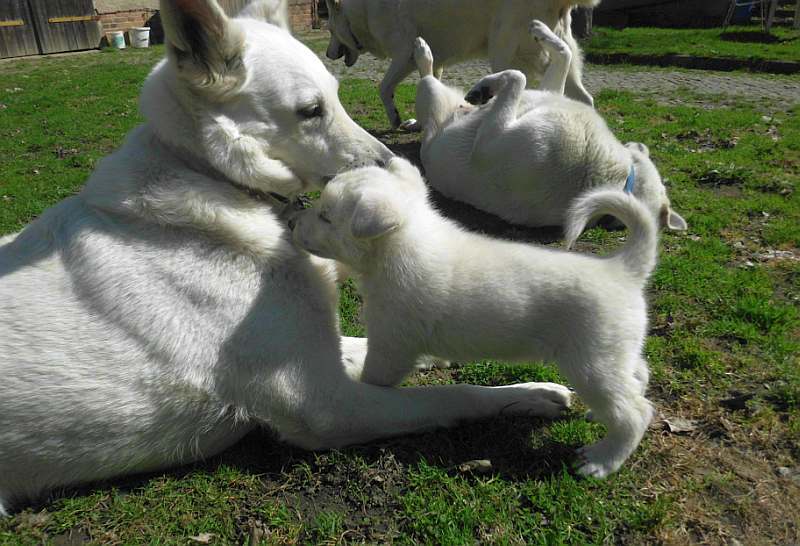 Welpe weisser Schferhund von den Grenzgngern