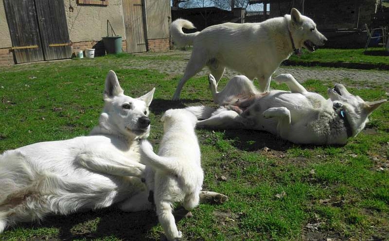 Welpe weisser Schferhund von den Grenzgngern