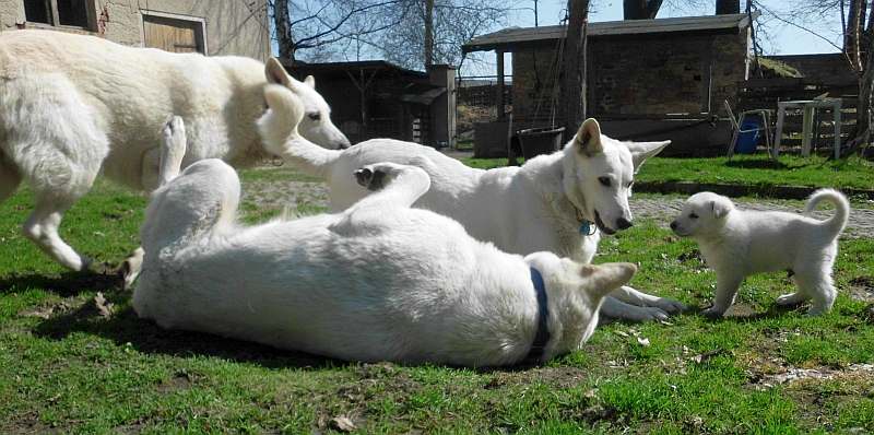 Welpe weisser Schferhund von den Grenzgngern