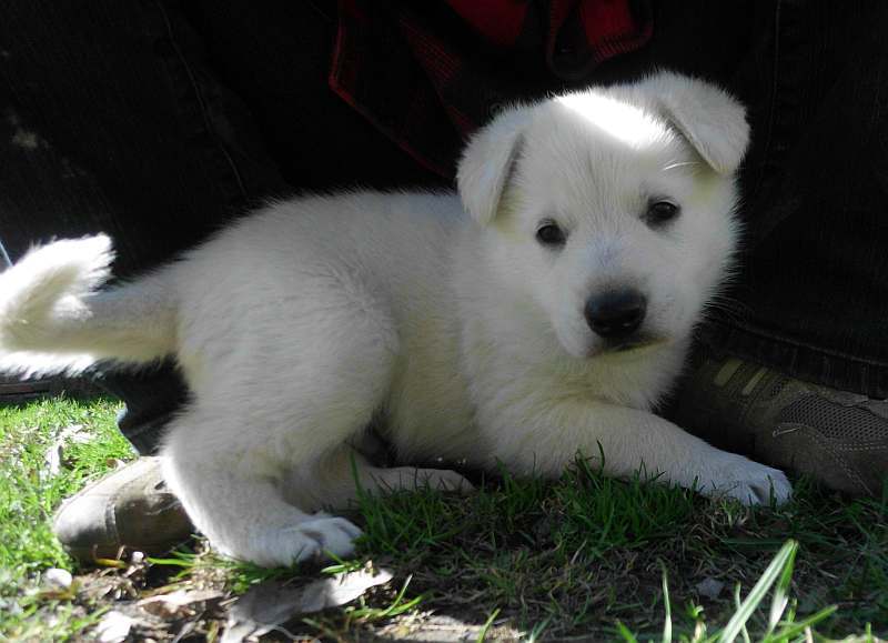 Welpe weisser Schferhund von den Grenzgngern